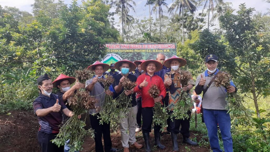 Peletakan Batu Pertama Pembangunan Balai Pertemuan dan Panen Kacang Tanah milik Kebun BUMDesa Al Falah Desa Nangkod Kecamatan Kejobong.